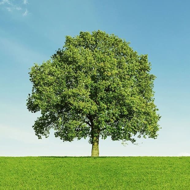 A tree is shown in the middle of a field.